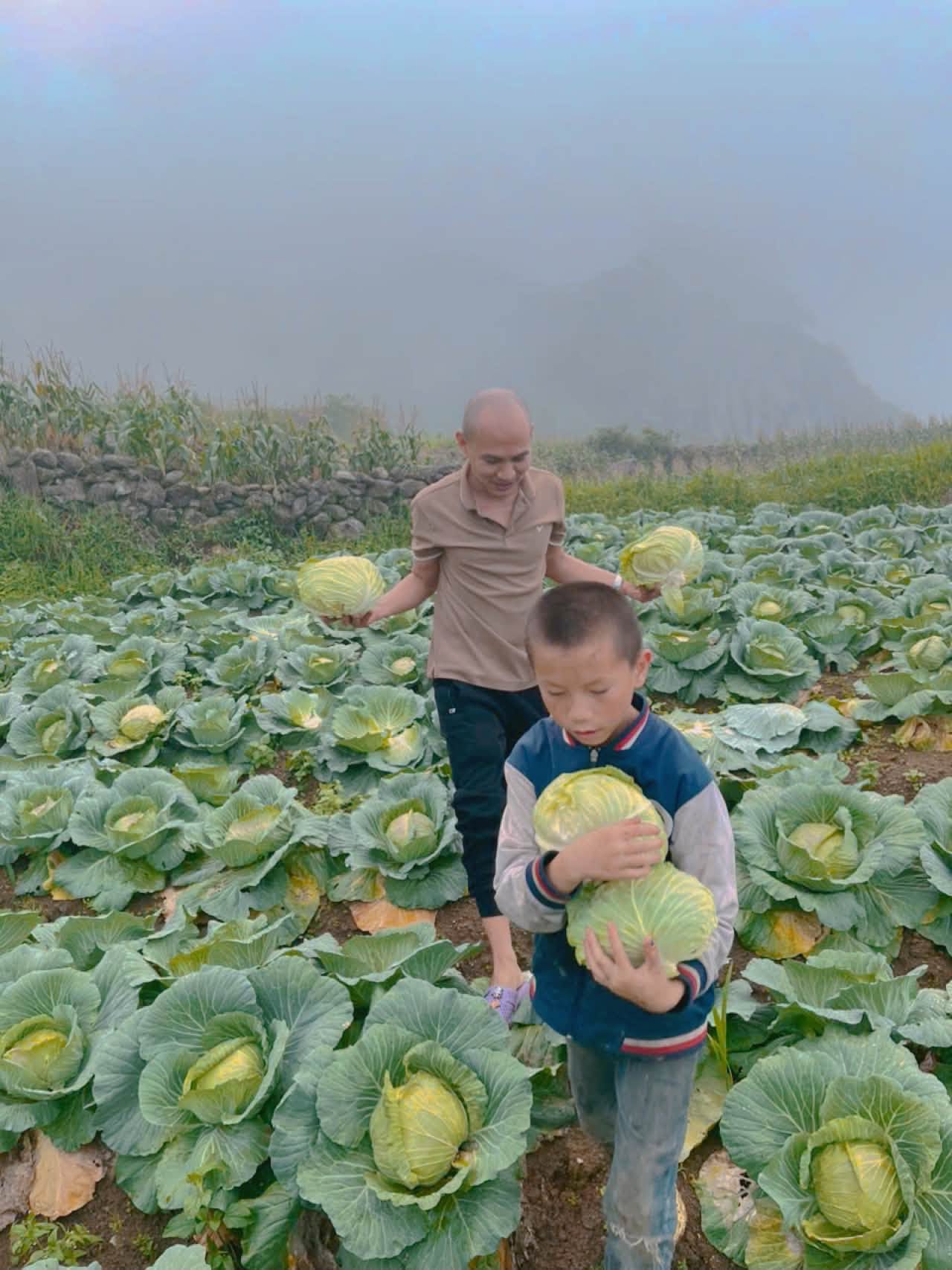 Em nhỏ ôm bắp cải trên nương rau
