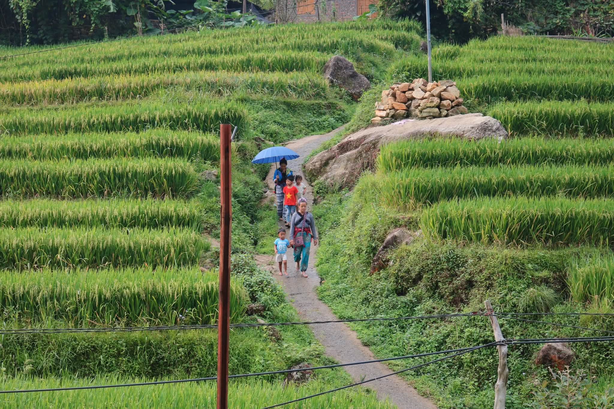 Ruộng bậc thang trên đường lên bản